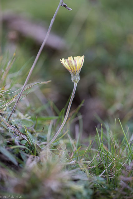 Photographie Plante