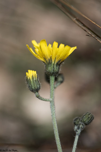 Photographie Plante