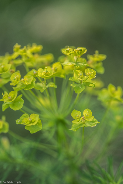Photographie Plante
