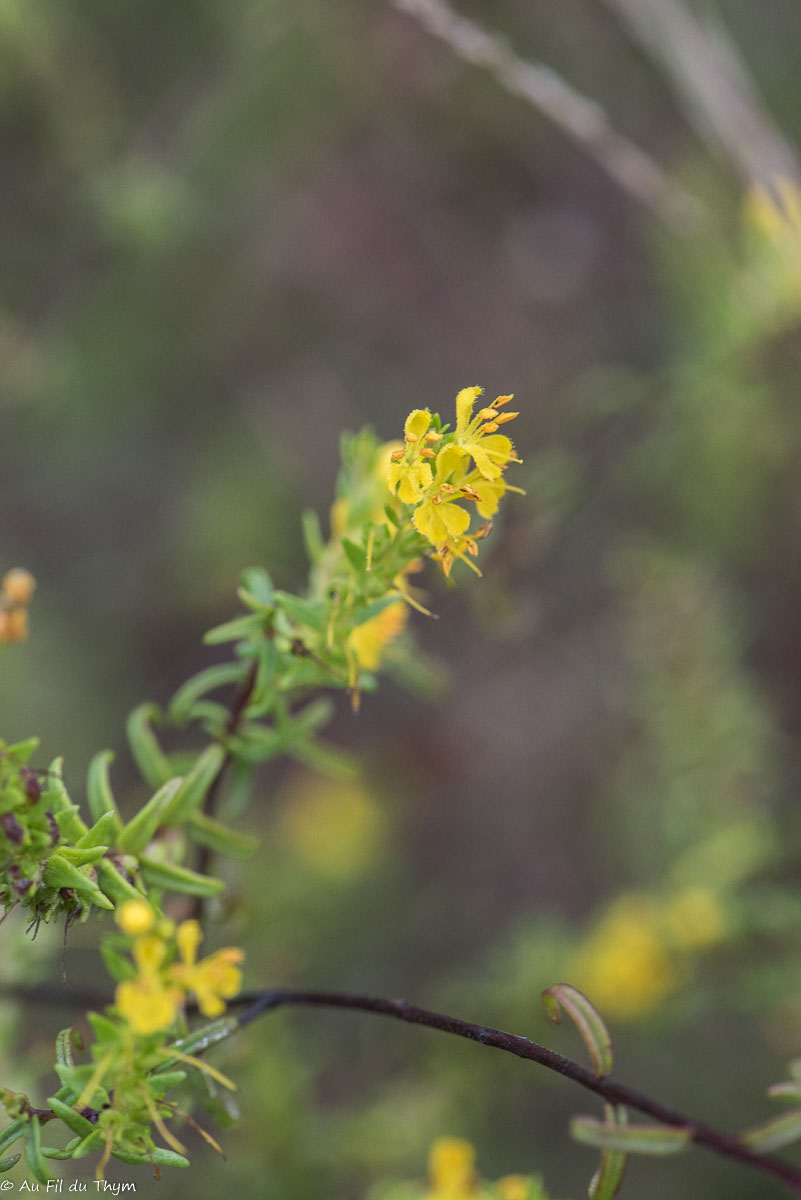 Photographie Plante
