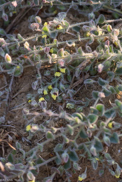 Photographie Plante
