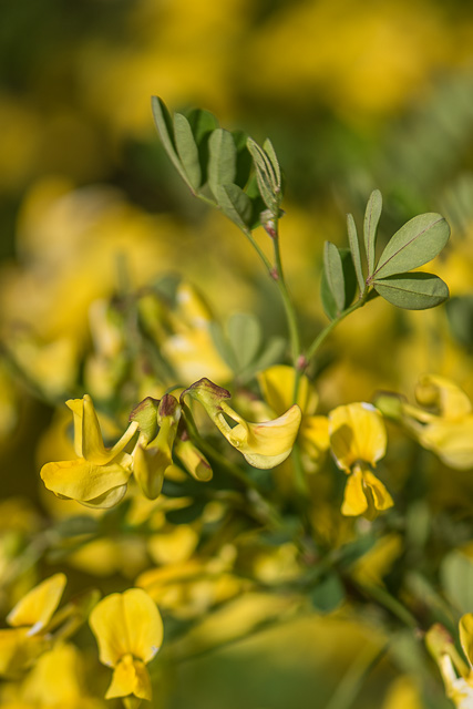 Photographie Plante