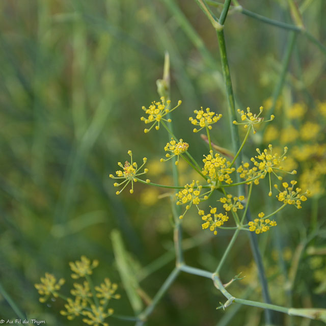 Photographie Plante