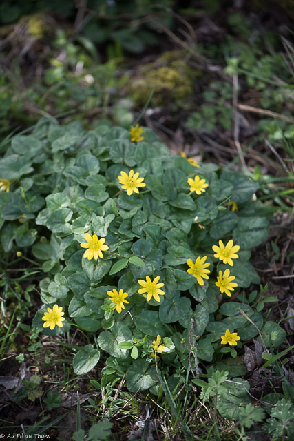 Photographie Plante