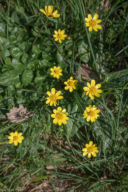 Photographie Plante