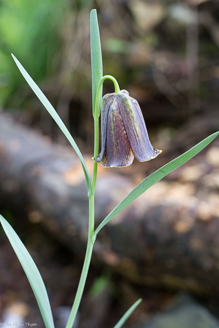 Photographie Plante