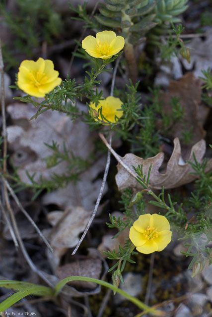 Photographie Plante