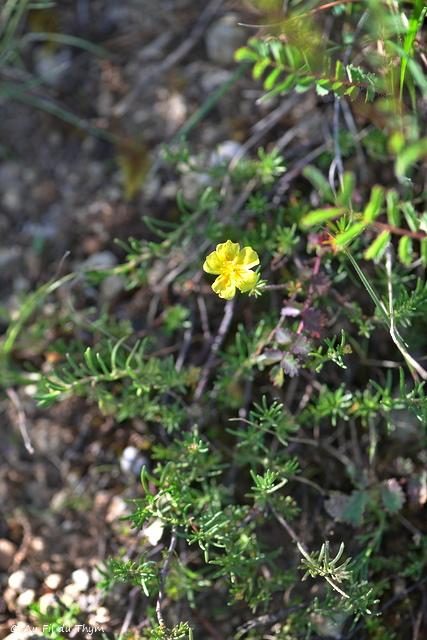 Photographie Plante