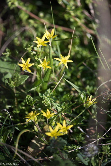 Photographie Plante