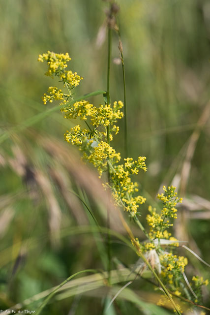 Photographie Plante