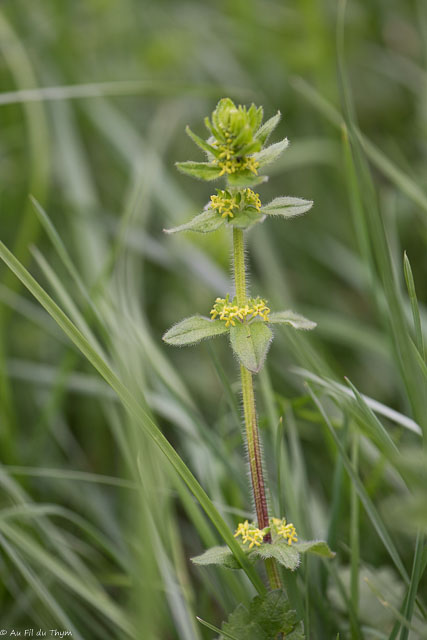 Photographie Plante