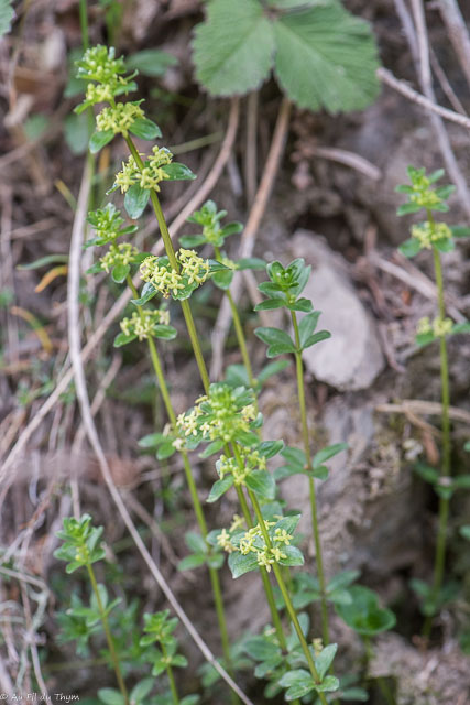 Photographie Plante