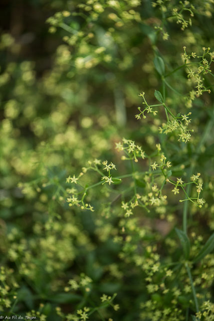Photographie Plante