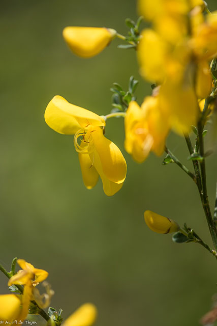 Photographie Plante