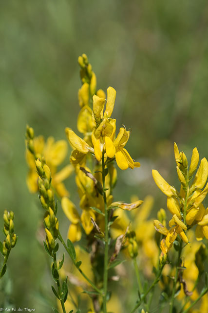 Photographie Plante