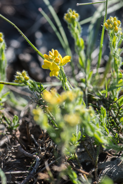Photographie Plante