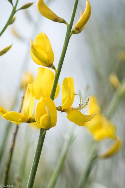 Photographie Plante