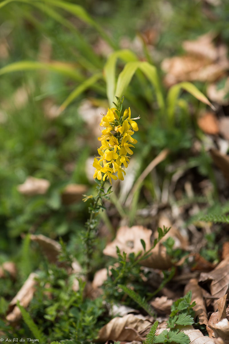 Photographie Plante