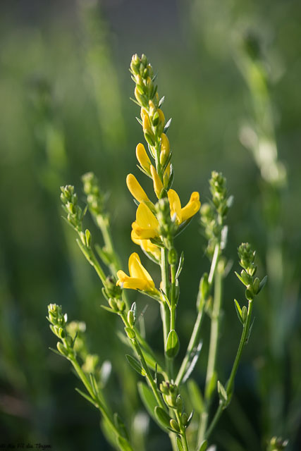 Photographie Plante