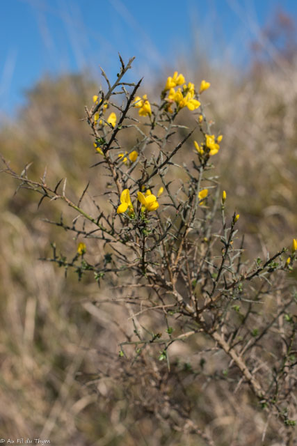 Photographie Plante