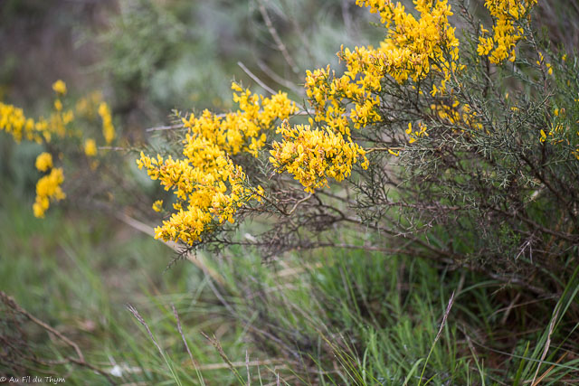 Photographie Plante