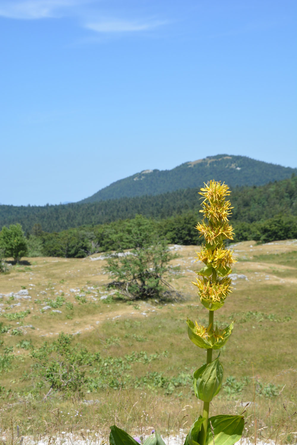 Photographie Plante