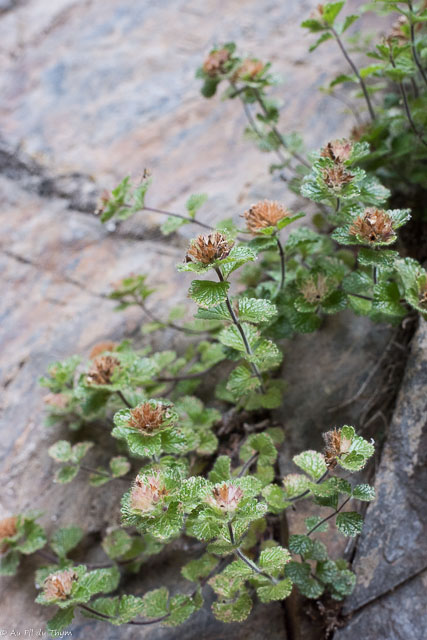 Photographie Plante