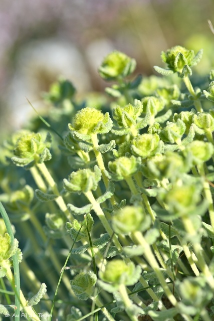 Photographie Plante