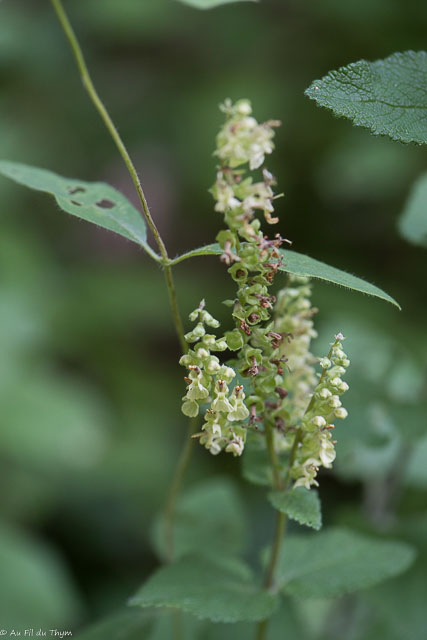 Photographie Plante