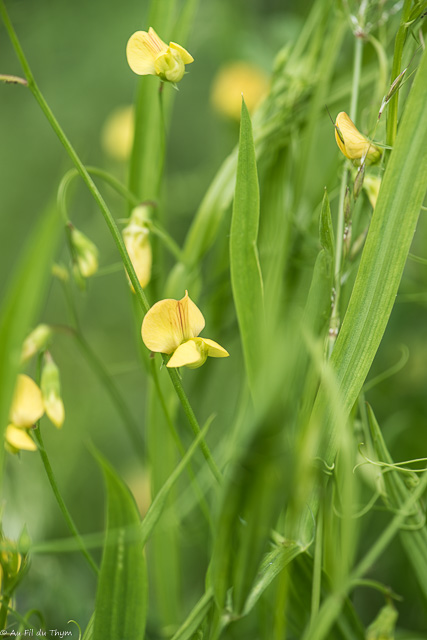 Photographie Plante