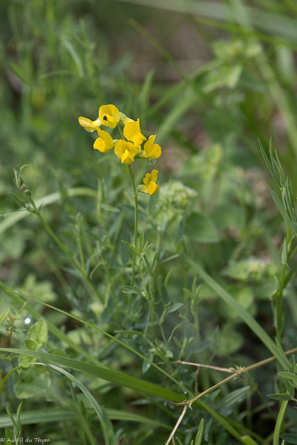 Photographie Plante