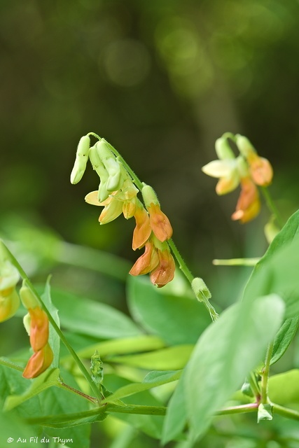 Photographie Plante