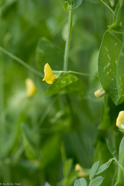 Photographie Plante