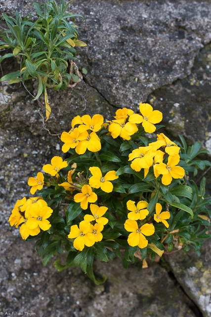Photographie Plante