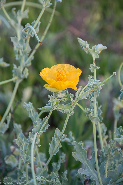 Photographie Plante