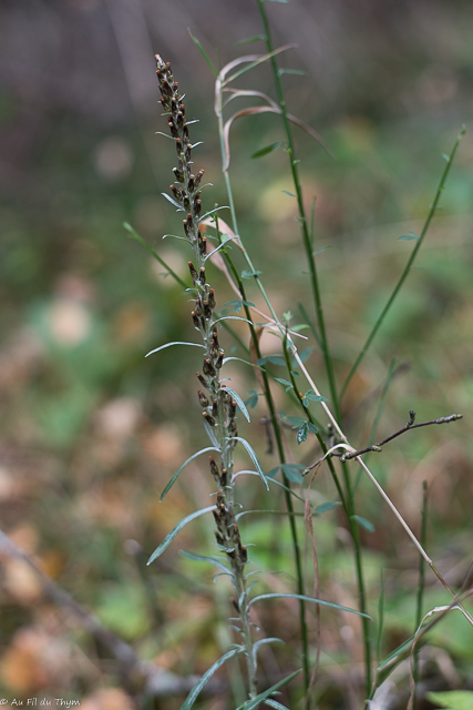 Photographie Plante