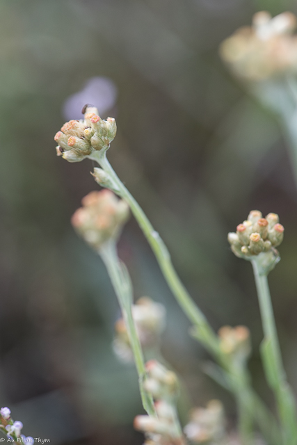 Photographie Plante