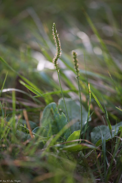 Photographie Plante