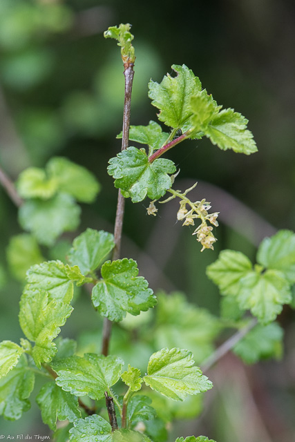 Photographie Plante
