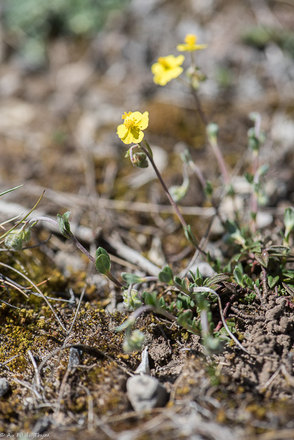 Photographie Plante