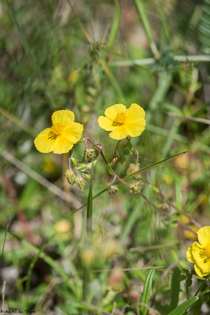 Photographie Plante