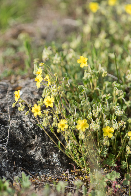 Photographie Plante