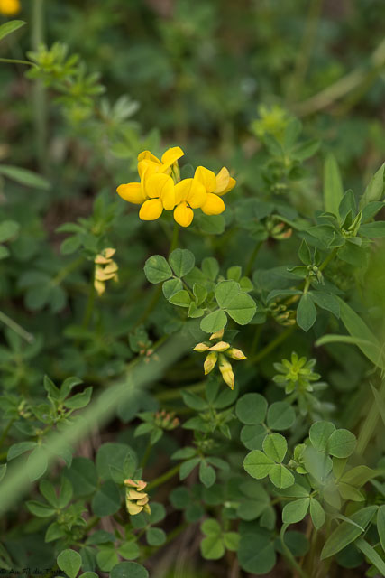 Photographie Plante