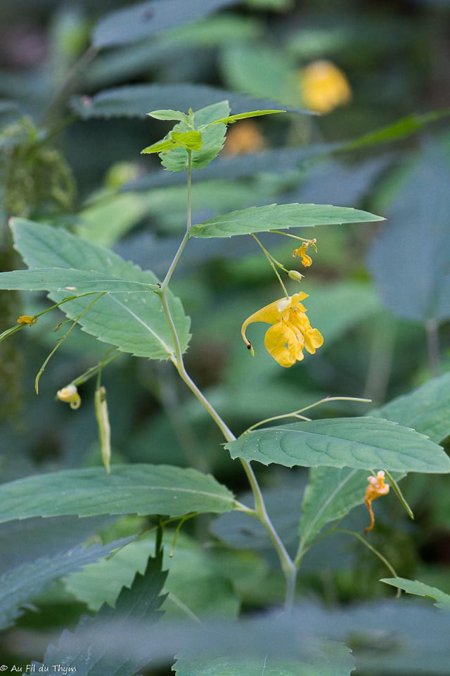 Photographie Plante