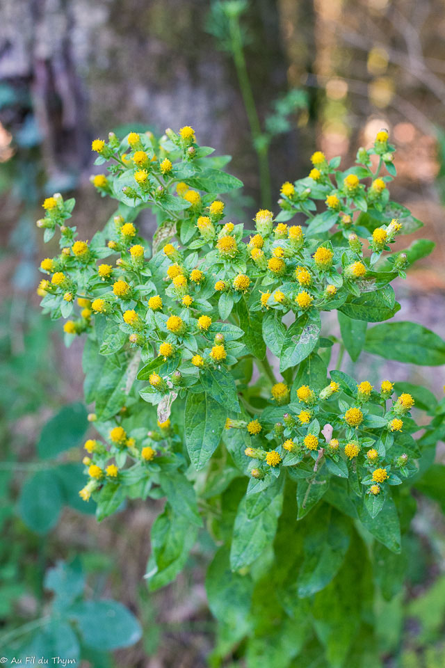 Photographie Plante