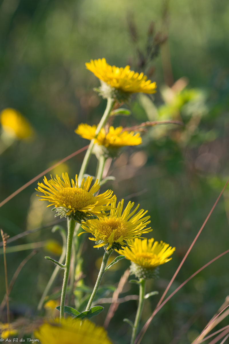 Photographie Plante