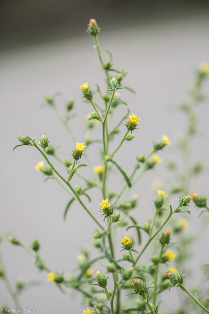 Photographie Plante