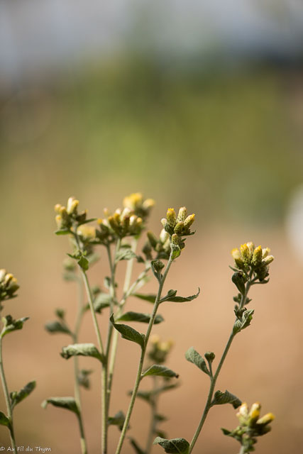 Photographie Plante