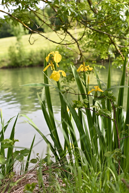 Photographie Plante