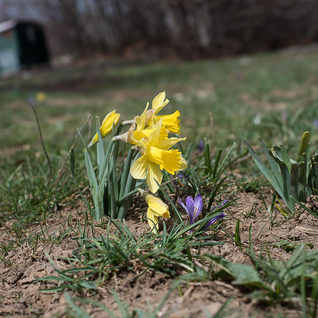 Photographie Plante